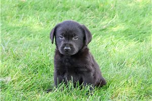 Renard - puppy for sale