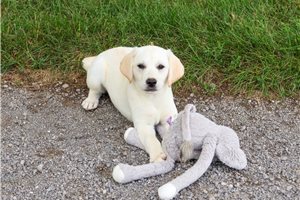 Wilma - Labrador Retriever for sale