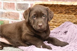 Darla - Labrador Retriever for sale