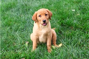 Destiny - Labrador Retriever for sale