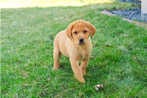 Robin - Labrador Retriever for sale