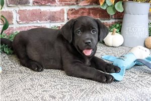 Phoenix - puppy for sale