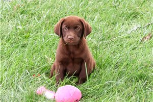 Cleo - Labrador Retriever for sale