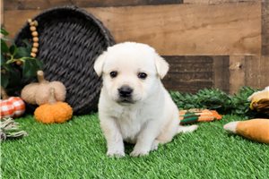 Jimmy - Labrador Retriever for sale