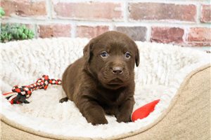 Almond - puppy for sale