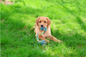 Freddie - Labrador Retriever for sale