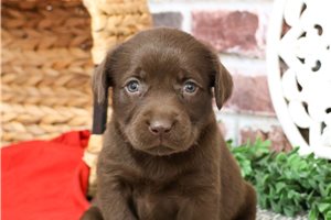 Shayla - puppy for sale