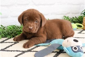 Nick - Labrador Retriever for sale