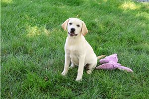 Wilma - Labrador Retriever for sale