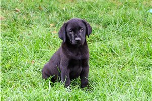 Renard - Labrador Retriever for sale