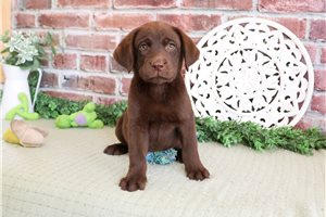 Twix - Labrador Retriever for sale