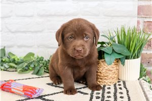 Star - Labrador Retriever for sale