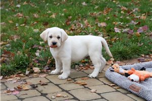 Thomas - Labrador Retriever for sale