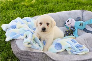 Beast - Labrador Retriever for sale