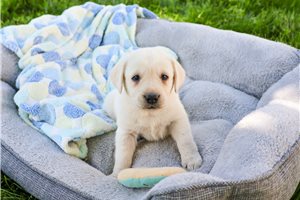 Flynn - puppy for sale