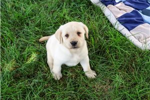 Nate - puppy for sale