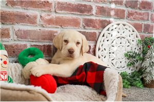 Bobby - puppy for sale