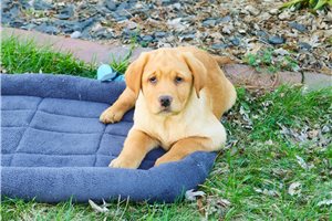 Freddie - Labrador Retriever for sale