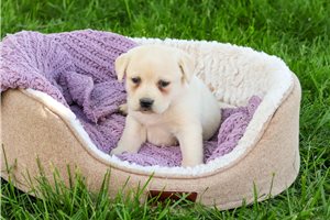 Mary - puppy for sale