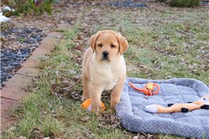 Fletcher - Labrador Retriever for sale