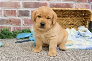 Hopper - Labrador Retriever for sale