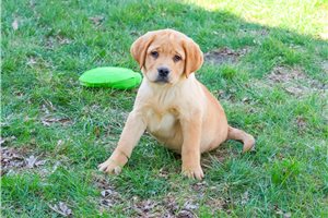 Finn - Labrador Retriever for sale