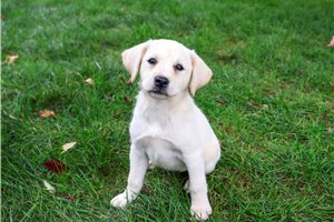Nadine - puppy for sale