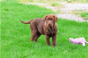 Squirt - Labrador Retriever for sale