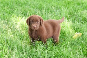 Gideon - Labrador Retriever for sale