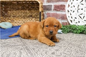 Matthew - puppy for sale