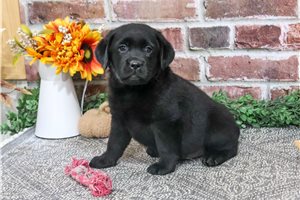 Polly - Labrador Retriever for sale