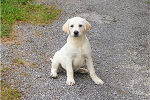 Meeko - puppy for sale