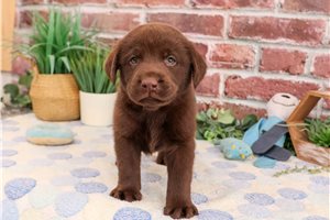 Krispy - puppy for sale