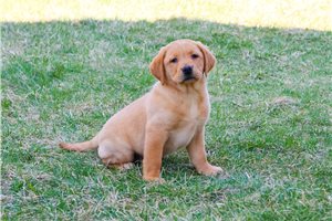 Munson - Labrador Retriever for sale