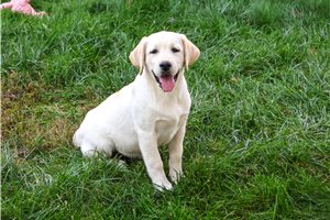 Jelly - Labrador Retriever for sale