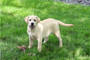 Mary - Labrador Retriever for sale
