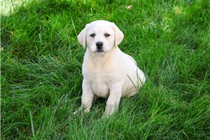 Zarina - Labrador Retriever for sale