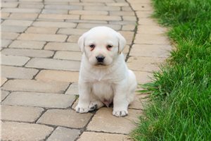 Steve - Labrador Retriever for sale