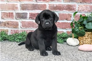 Plum - puppy for sale