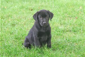 River - Labrador Retriever for sale