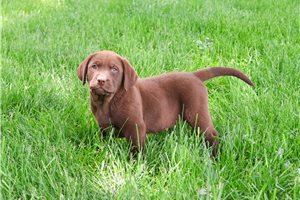 Higgins - Labrador Retriever for sale