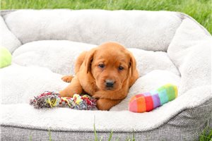 River - Labrador Retriever for sale