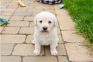 James - Labrador Retriever for sale