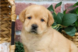Fletcher - puppy for sale