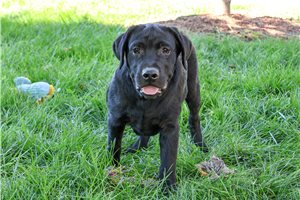 Roosevelt - Labrador Retriever for sale