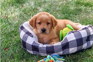 Dean - puppy for sale