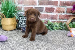 Coral - Labrador Retriever for sale