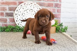 Hymn - Labrador Retriever for sale