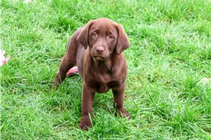 Ramona - Labrador Retriever for sale