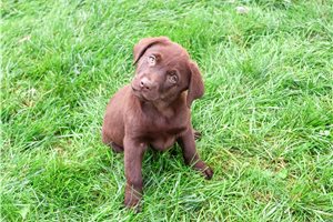 Reagan - Labrador Retriever for sale